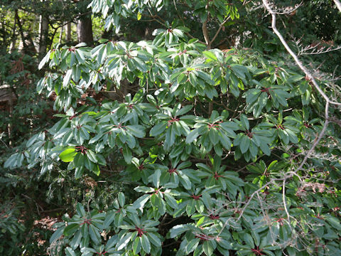 Daphniphyllum macropodum