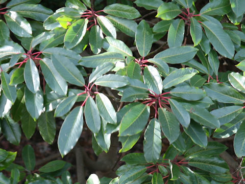 Daphniphyllum macropodum