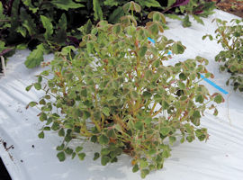 oca_0