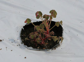 oca_4a