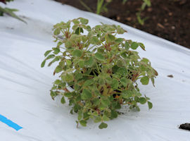 oca_5