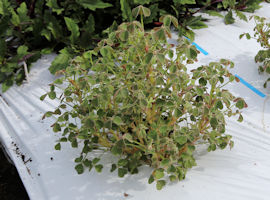 oca_5a