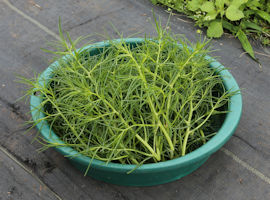 Salsola