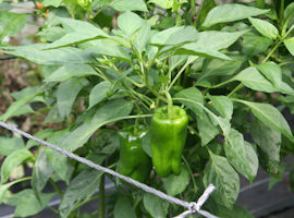 piment_1a